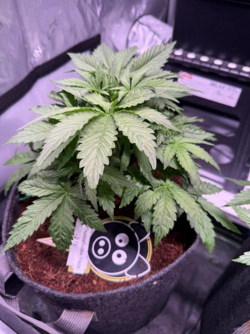 Sour HubbaBubba Haze-Mephisto Bonus. Week 4 - Day 26