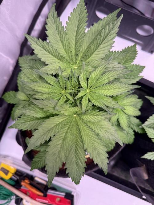 Sour HubbaBubba Haze-Mephisto Bonus. Week 4 - Day 27