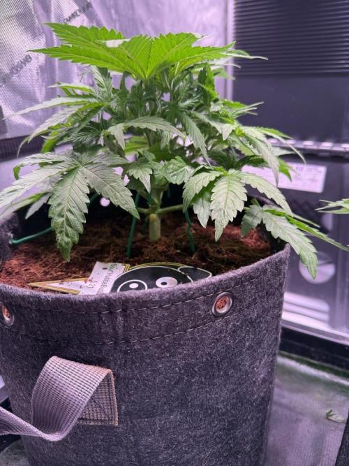Sour HubbaBubba Haze-Mephisto Bonus. Week 4 - Day 27