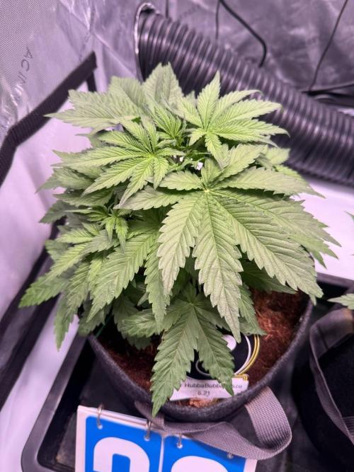 Sour HubbaBubba Haze-Mephisto Bonus. Week 4 - Day 28