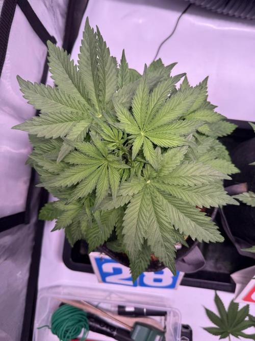 Sour HubbaBubba Haze-Mephisto Bonus. Week 4 - Day 28