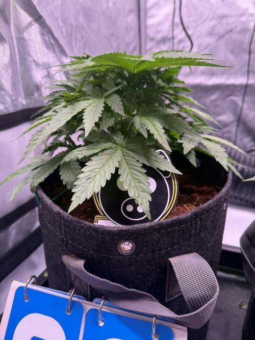 Sour HubbaBubba Haze-Mephisto Bonus. Week 4 - Day 28
