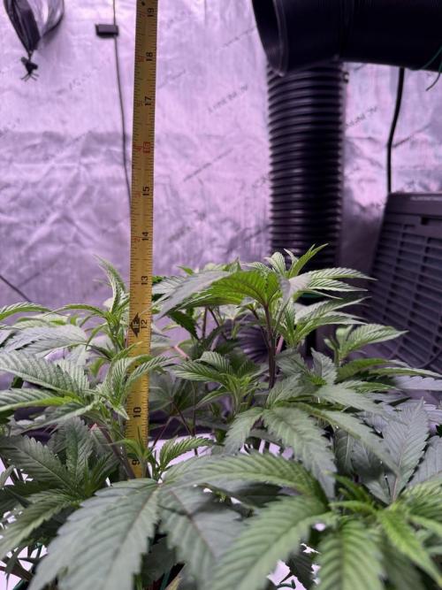 Blueberry Runtz-Clone. Week 4 - Day 28