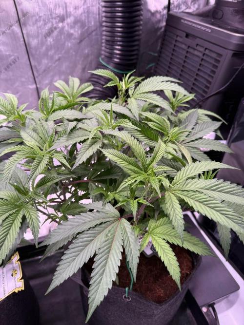 Blueberry Runtz-Clone. Week 4 - Day 28