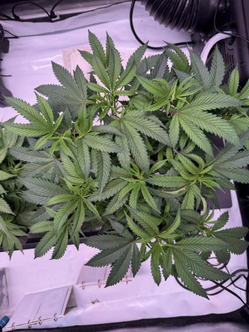 Blueberry Runtz-Clone. Week 4 - Day 28