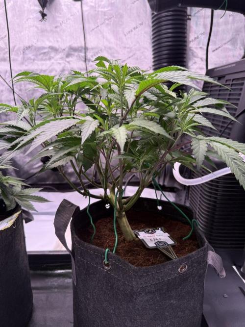 Blueberry Runtz-Clone. Week 4 - Day 28