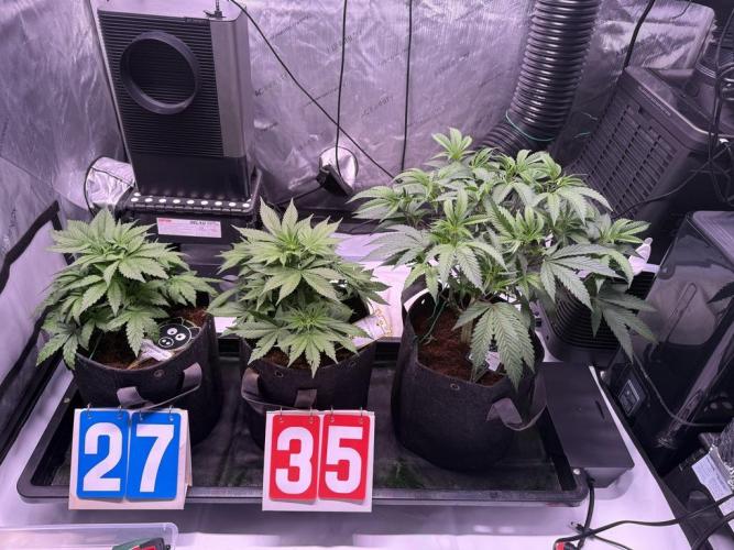 Blueberry Runtz-Clone. Week 4 - Day 28 with tent mates

