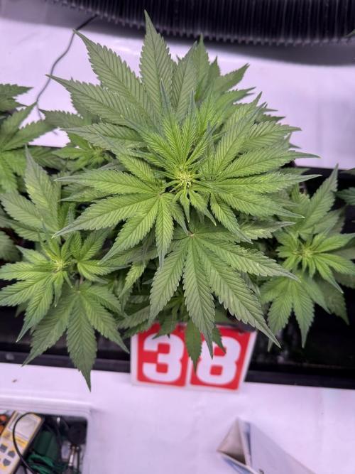 Lemon Cherry Cookies (Encore). Week 7 - Day 38