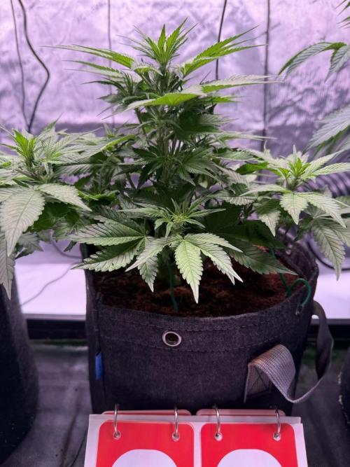 Lemon Cherry Cookies (Encore). Week 7 - Day 38
