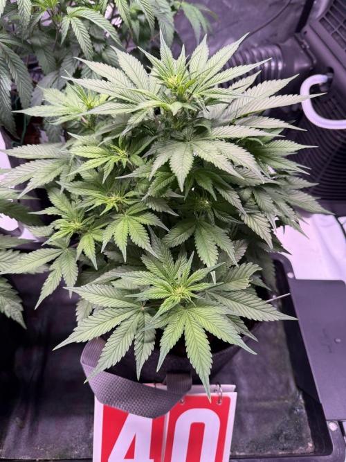 Lemon Cherry Cookies (Encore). Week 7 - Day 40