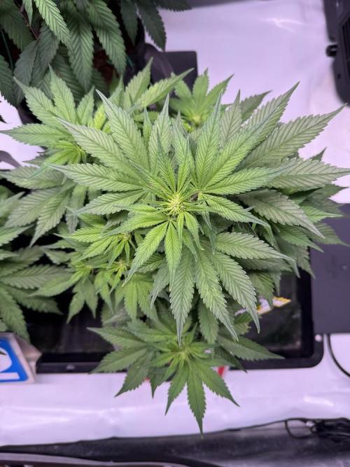 Lemon Cherry Cookies (Encore). Week 7 - Day 40
