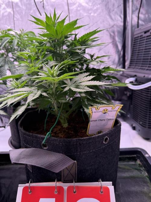 Lemon Cherry Cookies (Encore). Week 7 - Day 40