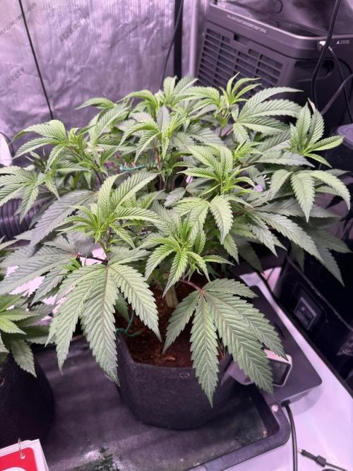 Blueberry Runtz-Clone. Week 5 - Day 29