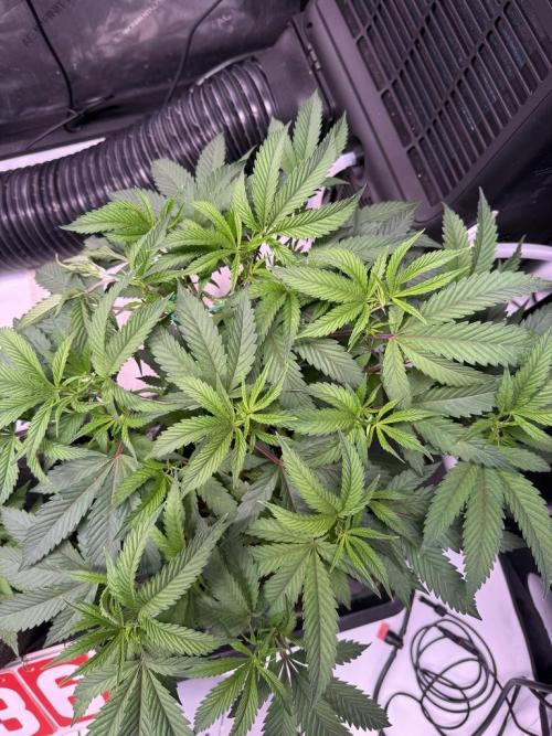 Blueberry Runtz-Clone. Week 5 - Day 29
