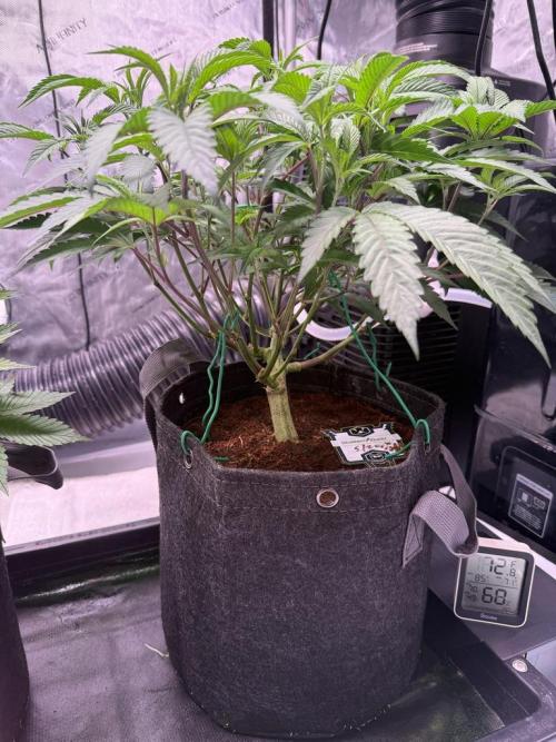 Blueberry Runtz-Clone. Week 5 - Day 29