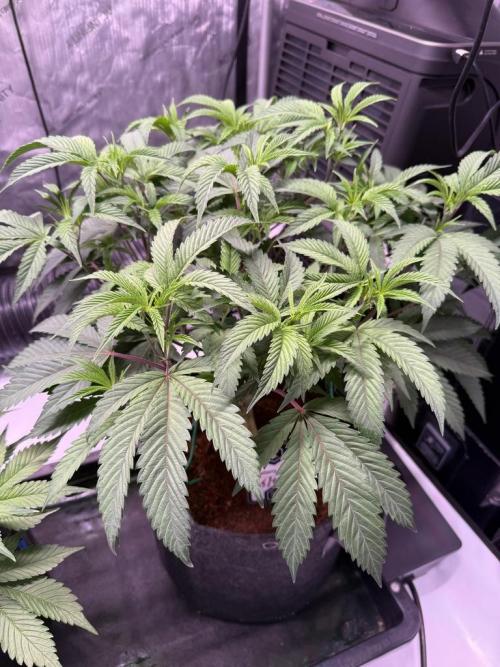 Blueberry Runtz-Clone. Week 5 - Day 30