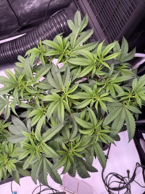 Blueberry Runtz-Clone. Week 5 - Day 30