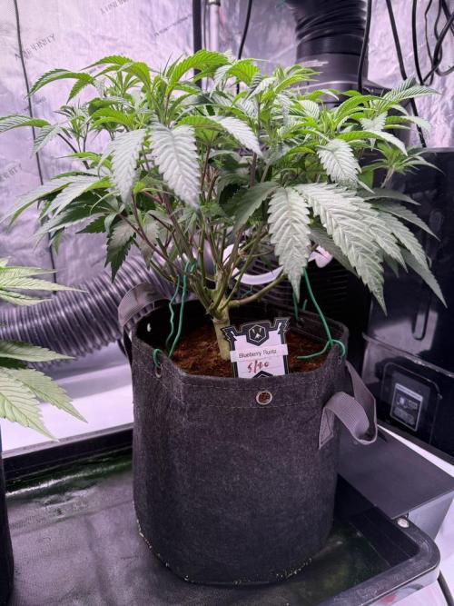 Blueberry Runtz-Clone. Week 5 - Day 30