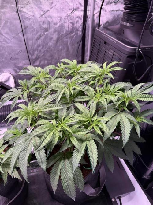 Blueberry Runtz-Clone. Week 5 - Day 31