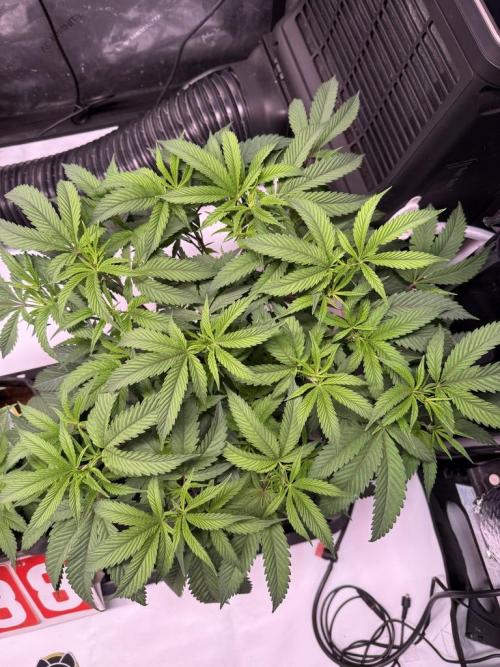 Blueberry Runtz-Clone. Week 5 - Day 31