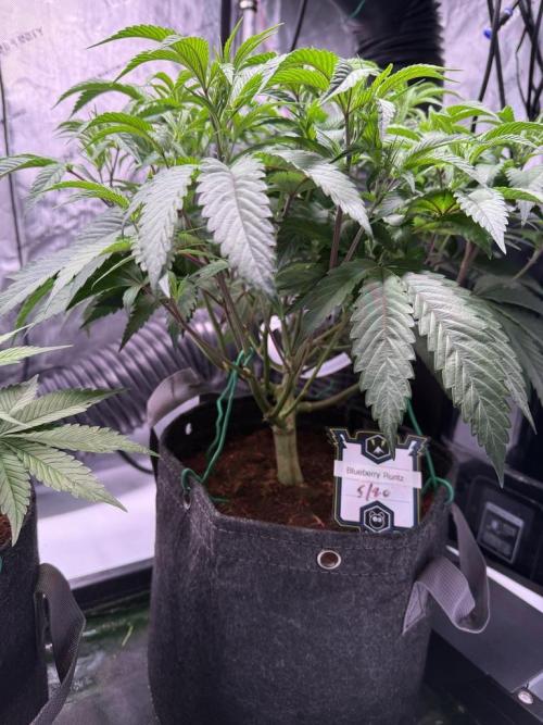 Blueberry Runtz-Clone. Week 5 - Day 31