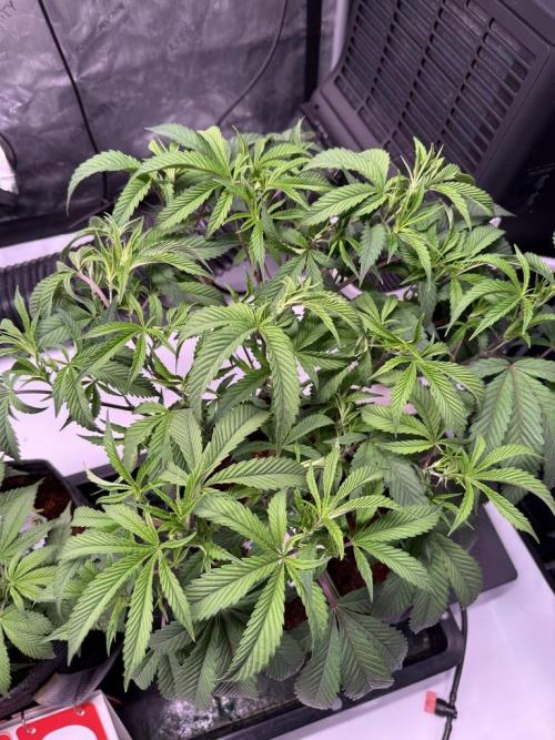 Blueberry Runtz-Clone. Week 5 - Day 31-After Trim
