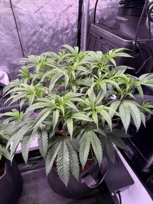 Blueberry Runtz-Clone. Week 5 - Day 32