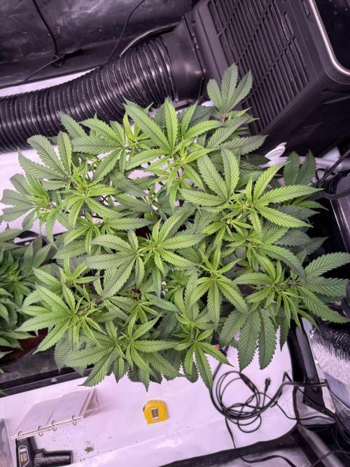 Blueberry Runtz-Clone. Week 5 - Day 32