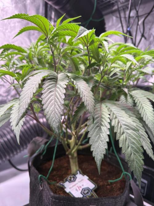 Blueberry Runtz-Clone. Week 5 - Day 32