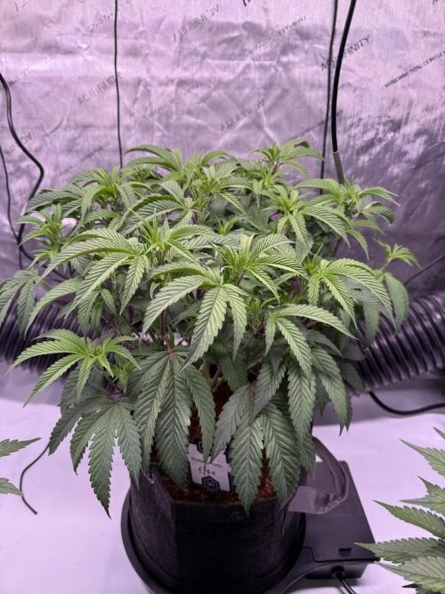 Blueberry Runtz-Clone. Week 5 - Day 33
