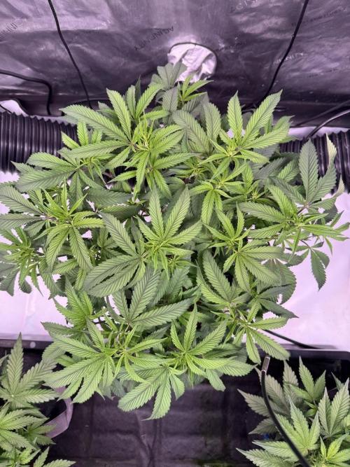 Blueberry Runtz-Clone. Week 5 - Day 33