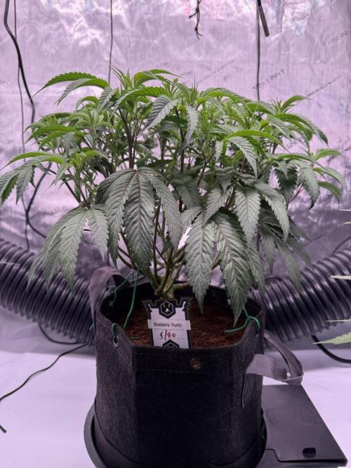 Blueberry Runtz-Clone. Week 5 - Day 33