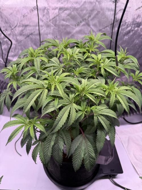 Blueberry Runtz-Clone. Week 5 - Day 34