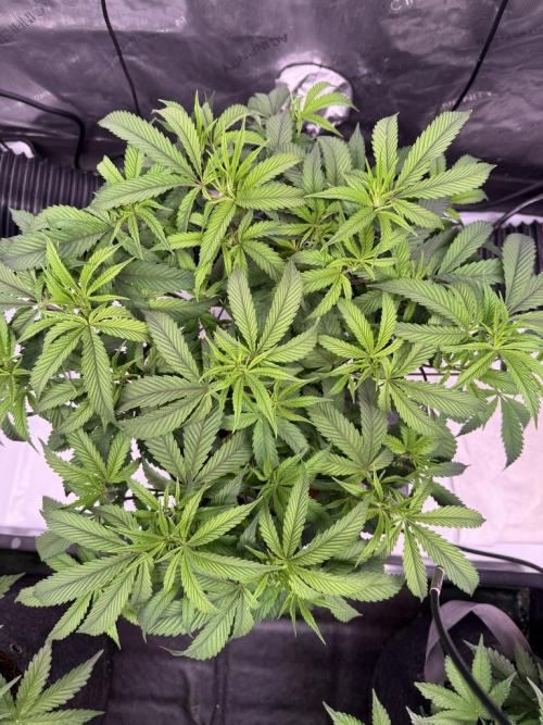 Blueberry Runtz-Clone. Week 5 - Day 34