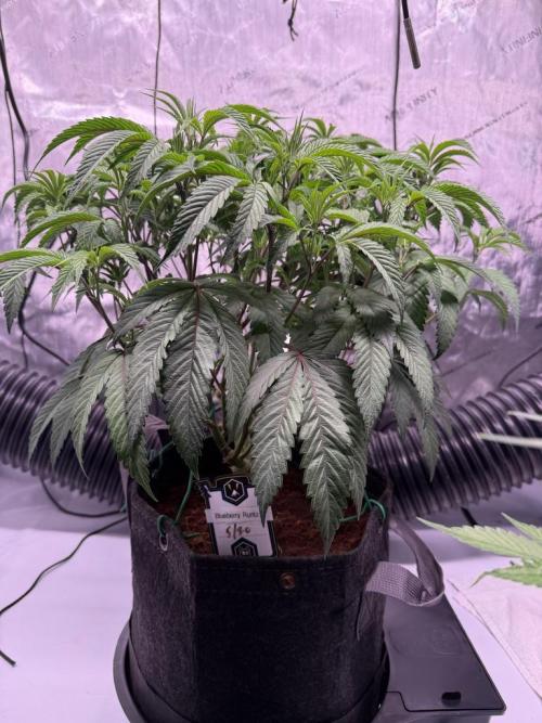 Blueberry Runtz-Clone. Week 5 - Day 34