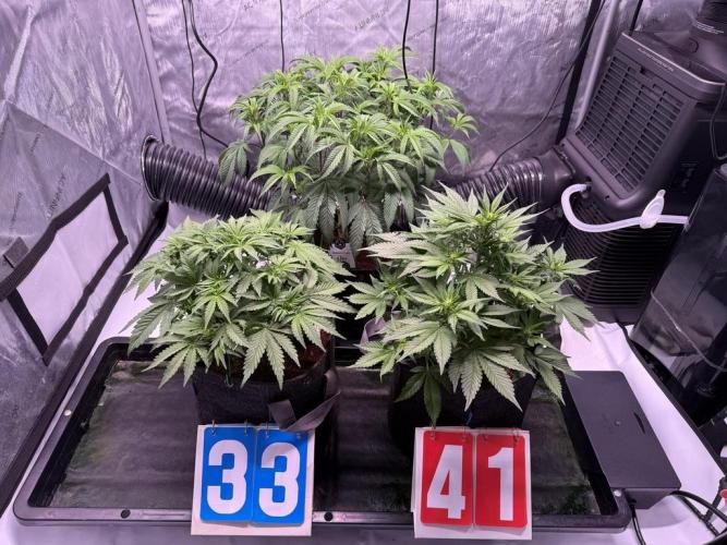 Blueberry Runtz-Clone. Week 5 - Day 32-Moved BR in to its own container
