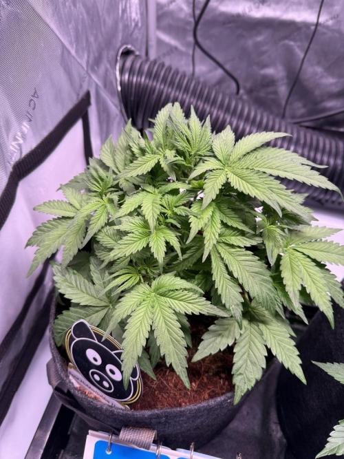 Sour HubbaBubba Haze-Mephisto Bonus. Week 5 - Day 29