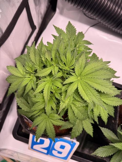 Sour HubbaBubba Haze-Mephisto Bonus. Week 5 - Day 29