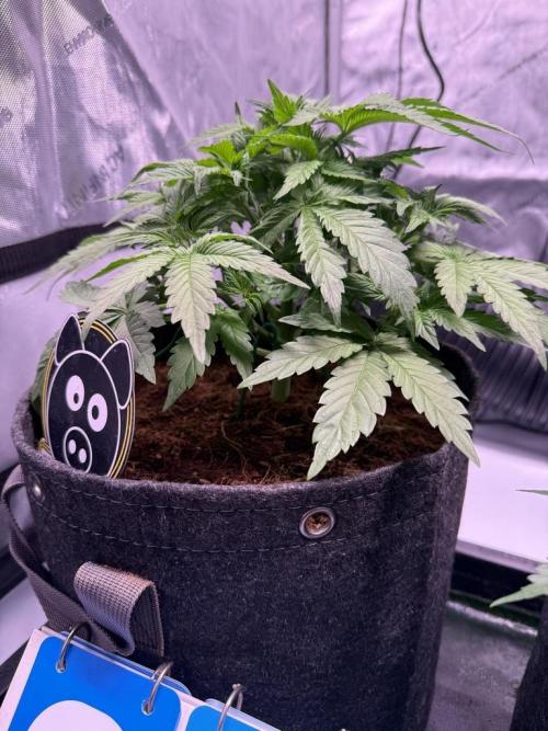 Sour HubbaBubba Haze-Mephisto Bonus. Week 5 - Day 29