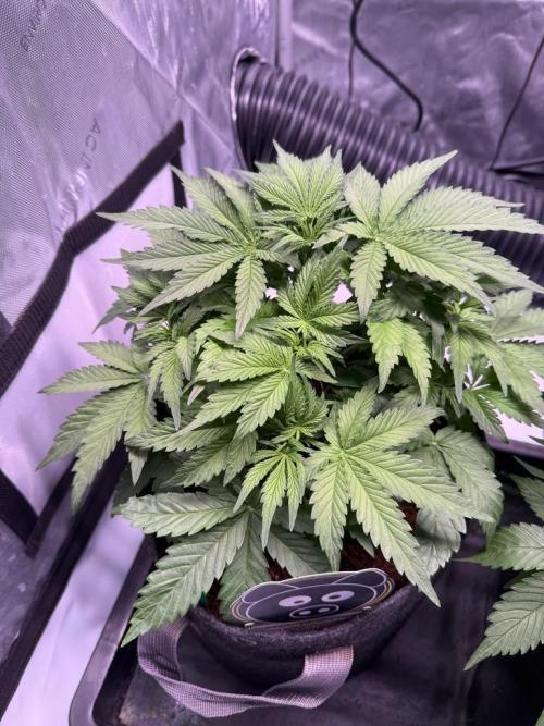 Sour HubbaBubba Haze-Mephisto Bonus. Week 5 - Day 30