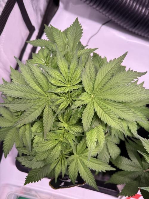 Sour HubbaBubba Haze-Mephisto Bonus. Week 5 - Day 30