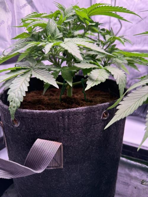 Sour HubbaBubba Haze-Mephisto Bonus. Week 5 - Day 30