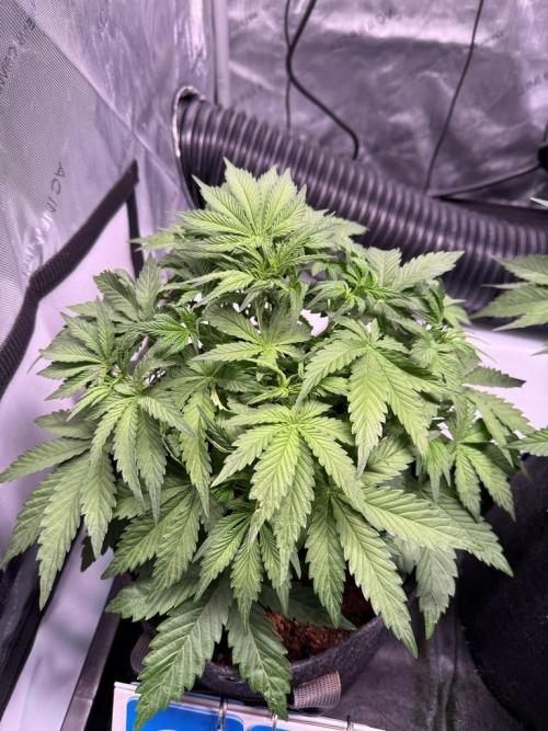 Sour HubbaBubba Haze-Mephisto Bonus. Week 5 - Day 31