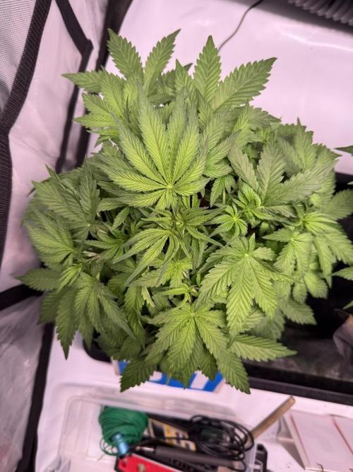 Sour HubbaBubba Haze-Mephisto Bonus. Week 5 - Day 31