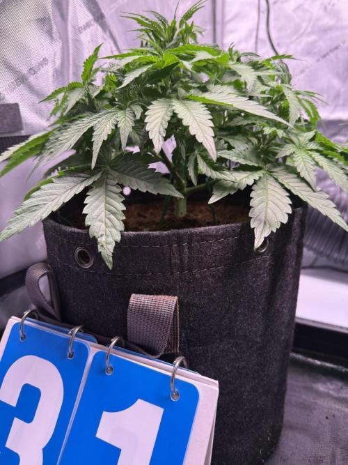 Sour HubbaBubba Haze-Mephisto Bonus. Week 5 - Day 31