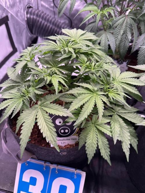 Sour HubbaBubba Haze-Mephisto Bonus. Week 5 - Day 32