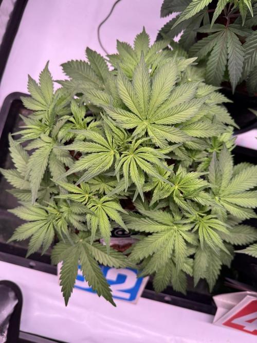 Sour HubbaBubba Haze-Mephisto Bonus. Week 5 - Day 32