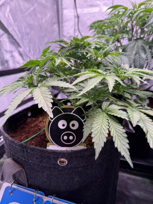 Sour HubbaBubba Haze-Mephisto Bonus. Week 5 - Day 32