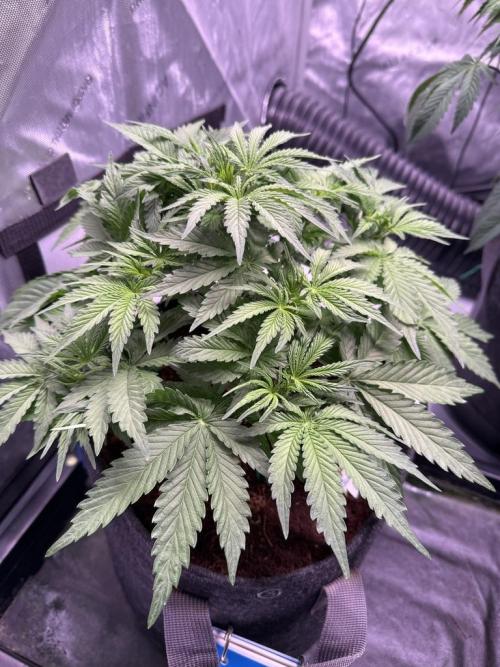 Sour HubbaBubba Haze-Mephisto Bonus. Week 5 - Day 33