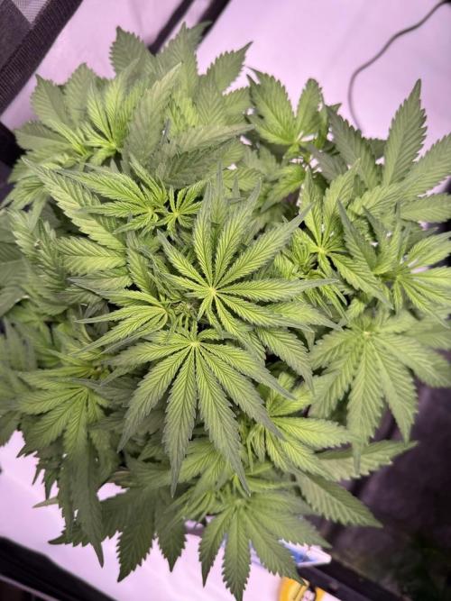 Sour HubbaBubba Haze-Mephisto Bonus. Week 5 - Day 33